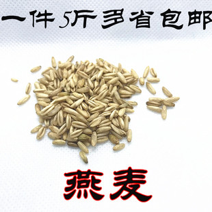 燕麦米/鸟食/鸟粮/雀麦/野麦/燕麦仁/虎皮鹦鹉/牡丹玄风1件5斤装