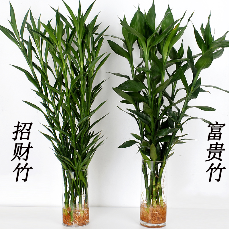 带根富贵竹 招财竹 观音竹龙竹转运竹大叶竹客厅水养水培植物盆栽