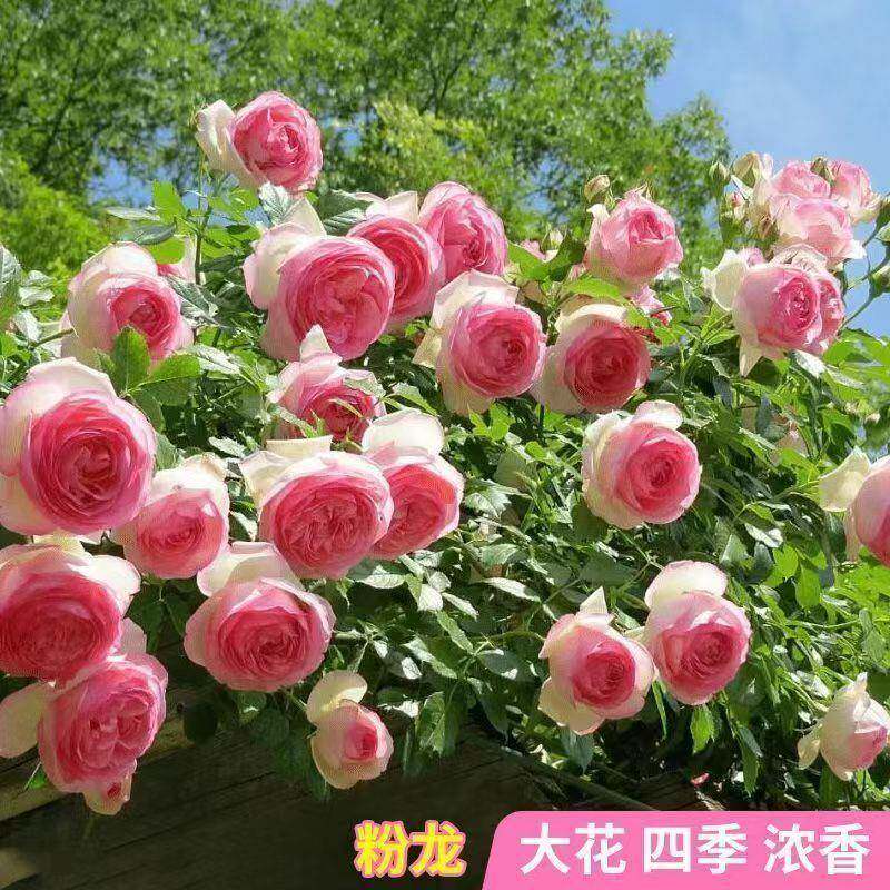 藤月本爬藤蔷薇季季花苗400特大庭花浓香院植物室内花卉盆栽玫瑰