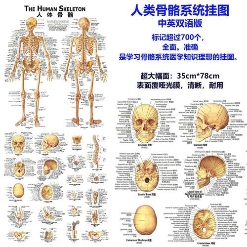 18c骨m收人体骼医学教学模型纳538经典0款+中英双语挂图