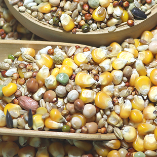 50斤精品小玉米鸽粮赛飞营养饲料鸟食信鸽观赏鸽肉鸽粮鸽子食包邮