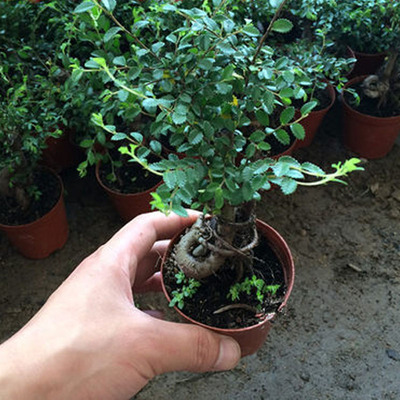 小叶榆树小盆景花苗植物家庭客厅室内绿植观叶盆栽花卉造型室外