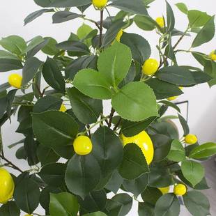 仿真柠檬树室内居绿植橘树子盆栽客厅落地果子摆件树家装饰BZJ品