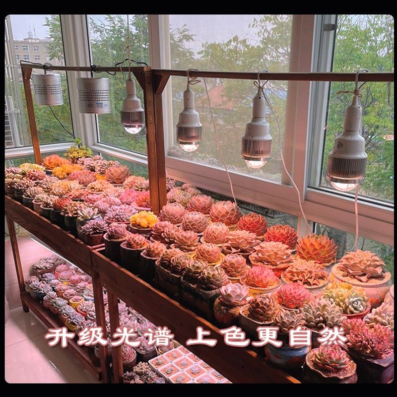 贵翔多肉补光灯家用上色全光谱防徒长LED仿太阳光植物生长风冷灯