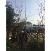 小型便式 高篱笆剪汽油背负型果树高枝DRG剪1携 6米空园林高树修剪