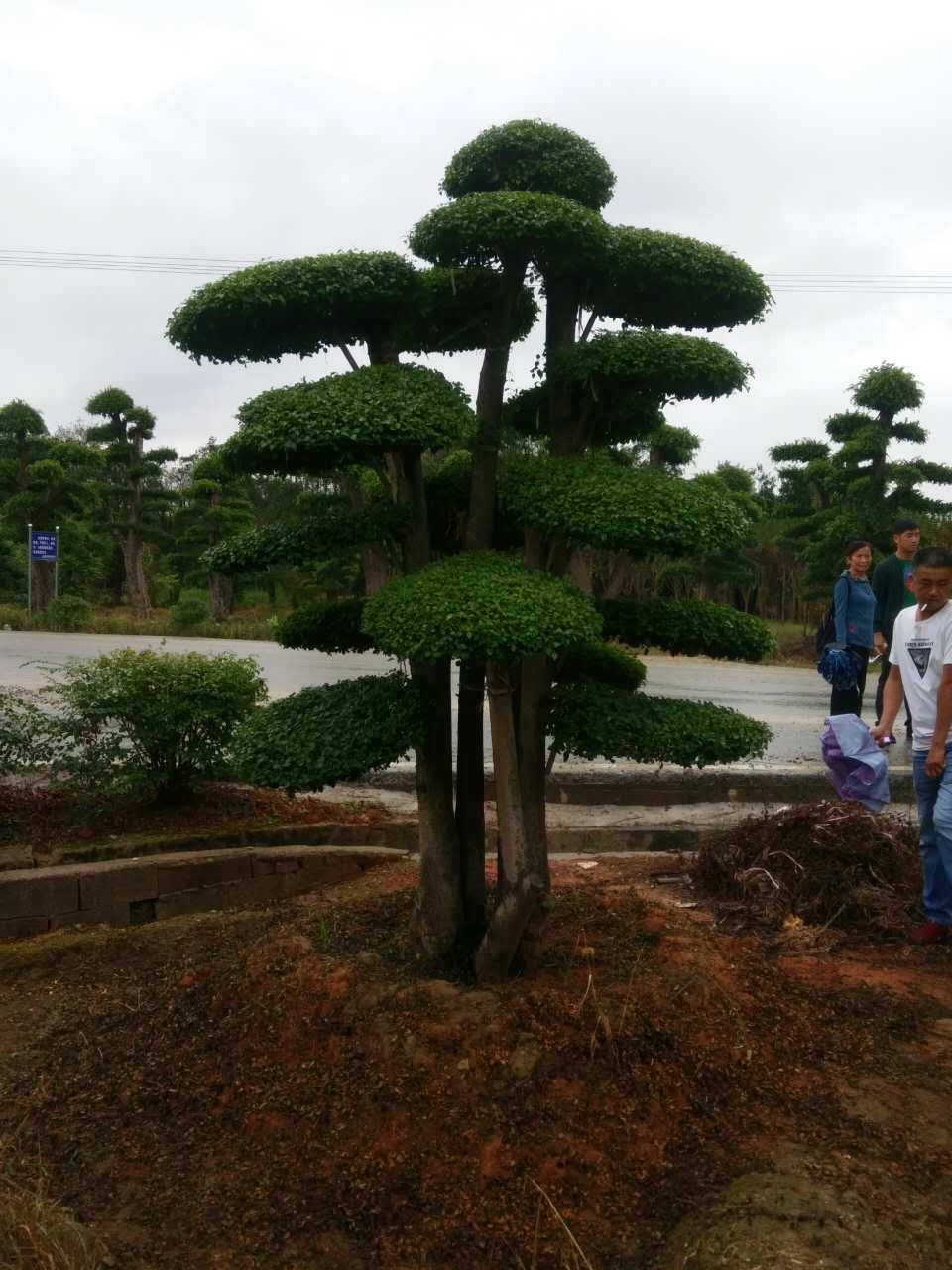批发湖南造型金叶女贞庭院绿化精品园林工程苗木乔木基地直销