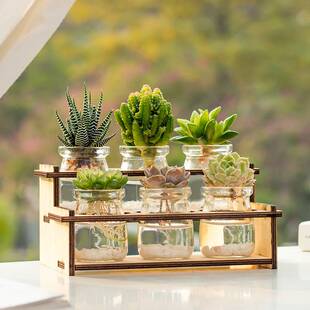 室内盆栽植物水培水培多肉仙人球水养绿植办公室桌面微景观节日