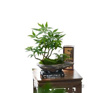 五福发财树盆栽室内桌面造型盆景招财植物办公室茶几耐阴好养绿植