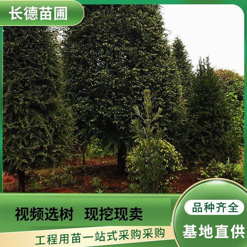 湖南长沙基地红豆杉防护园林庭院观赏小苗绿化工程量大从优