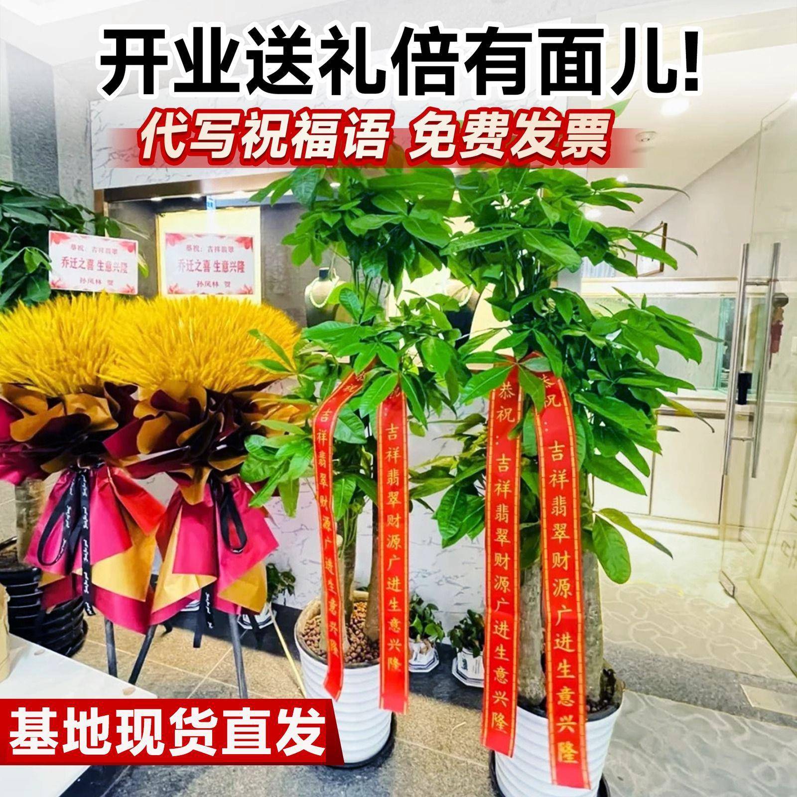 发财树盆景大棵大型绿植新店开业送礼乔迁办公室客厅步步高招财树