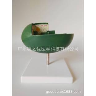 叶绿体模型中小学教学模型叶绿体