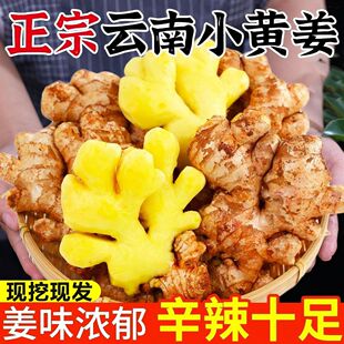 正宗云南小黄姜老姜生姜批发现挖月子姜老姜土姜黄姜新鲜蔬菜整箱