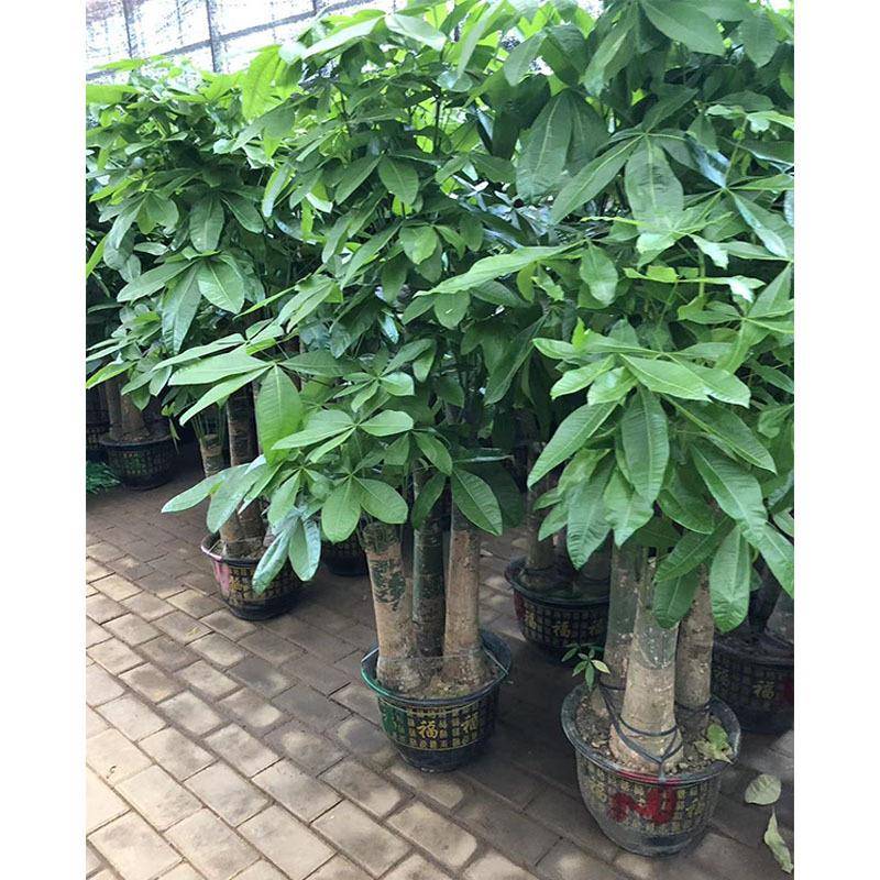 步步高发财树盆栽绿植光瓜栗马拉巴栗室内办公园艺盆栽植物