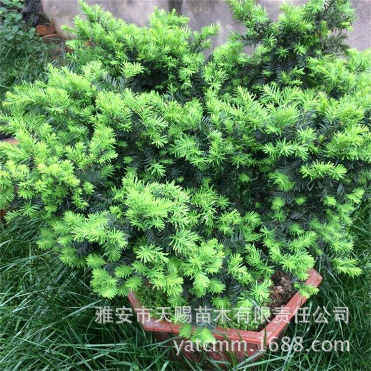 曼地亚自然土质红豆杉公树绿鹰杯苗室内客厅观赏绿化盆栽红豆杉
