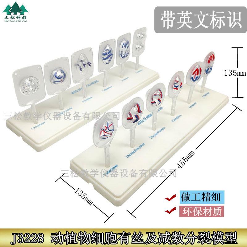 植物细胞有丝分裂模型动物细胞减数分裂模型动植物细胞有丝分裂