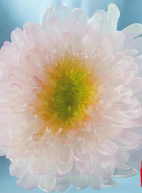 云南工厂永生迷你菊花头A级2-3cm花头保鲜真花家居装饰相框配材