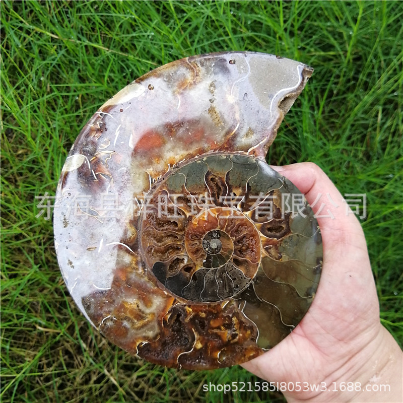 天然大个对开斑彩螺化石原石摆件饰品奇石海螺切片螺古生物化石
