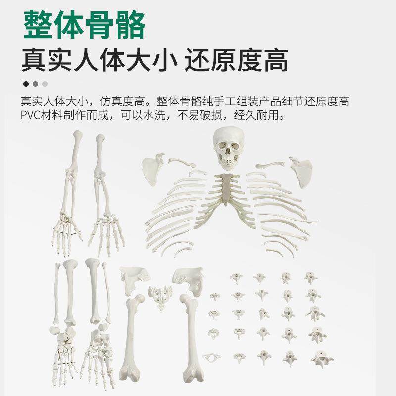 人体骨骼模型散骨170教cm骨成人散医学骨架学骨游离人人83体骨骼,文具电教/文化用品/商务用品,教学标本/模型,淘宝优惠券,粉丝福利购,淘宝优惠卷