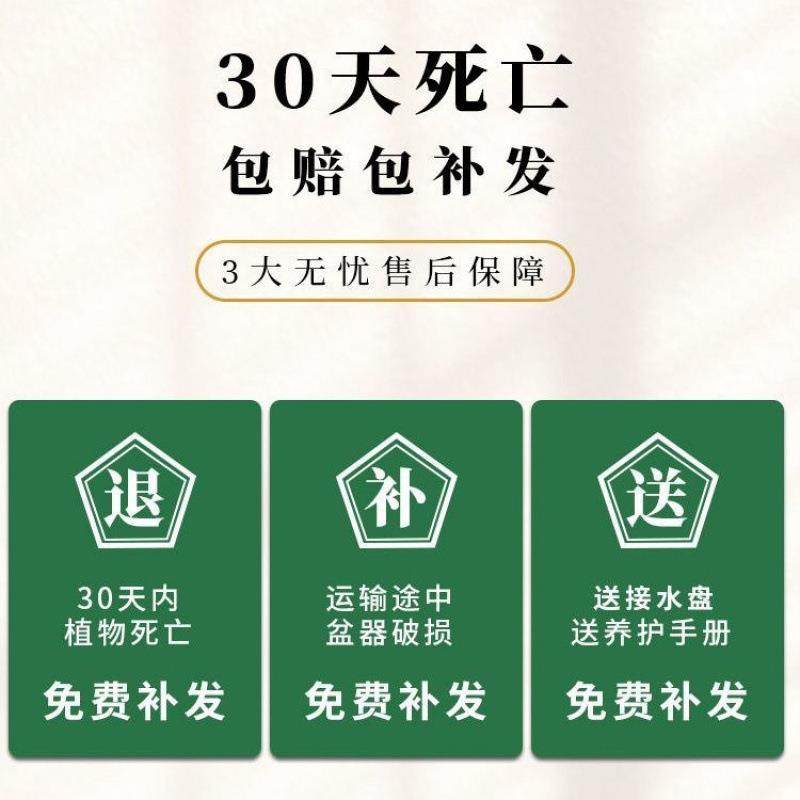 植室盆栽小叶赤楠盆景植物办6qCrdkXR公内绿绿植园艺摆件室内茶桌,家居饰品,餐桌花艺,淘宝优惠券,粉丝福利购,淘宝优惠卷