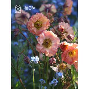 小椿日和重瓣皱边水杨梅迈泰复古色多年生耐寒宿根花园阳台盆栽