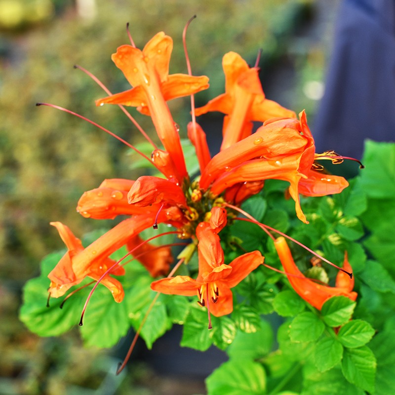 凌霄花苗爬藤植物庭院带花凌宵花四季攀爬盆栽植物花卉浓香炮仗花