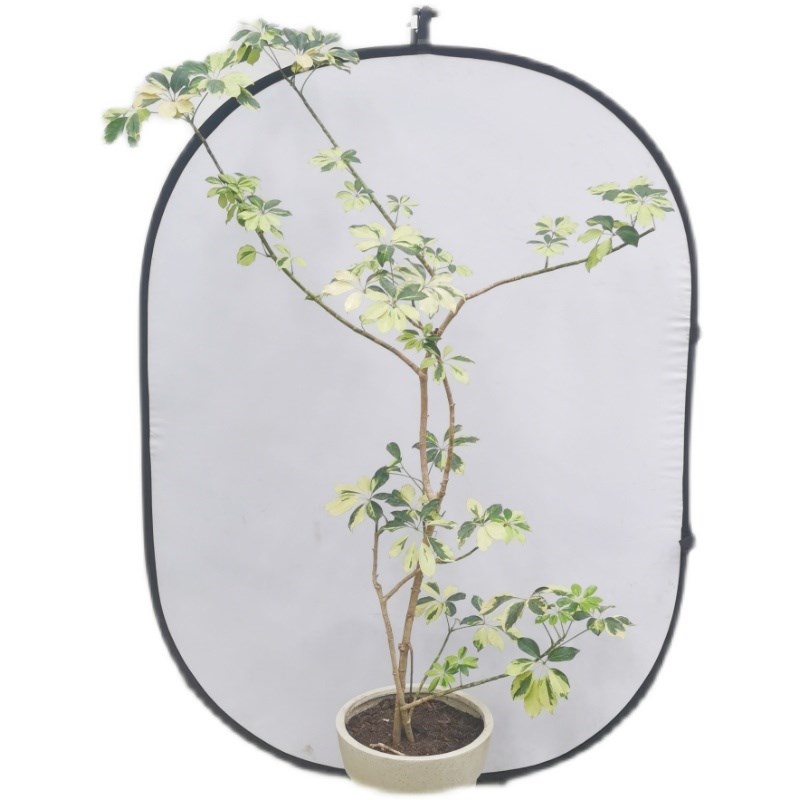 花叶鸭脚木盆栽鸭掌木植物木八方来财花卉树发财树室内绿植好养活