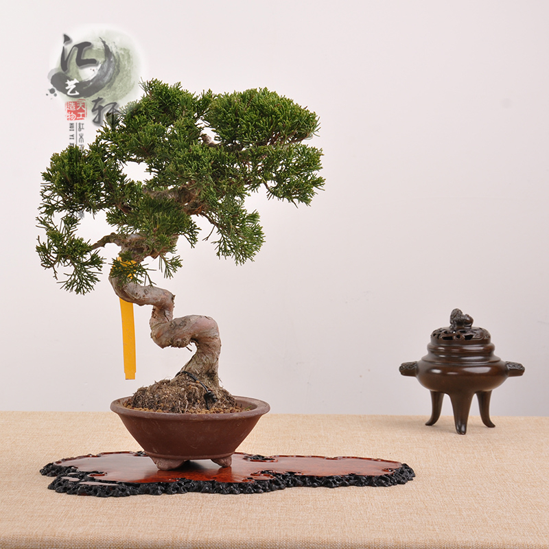 缅甸花梨木满瘿瘤木影子木随形茶盘微型盆景敷板茶壶底座木托摆件