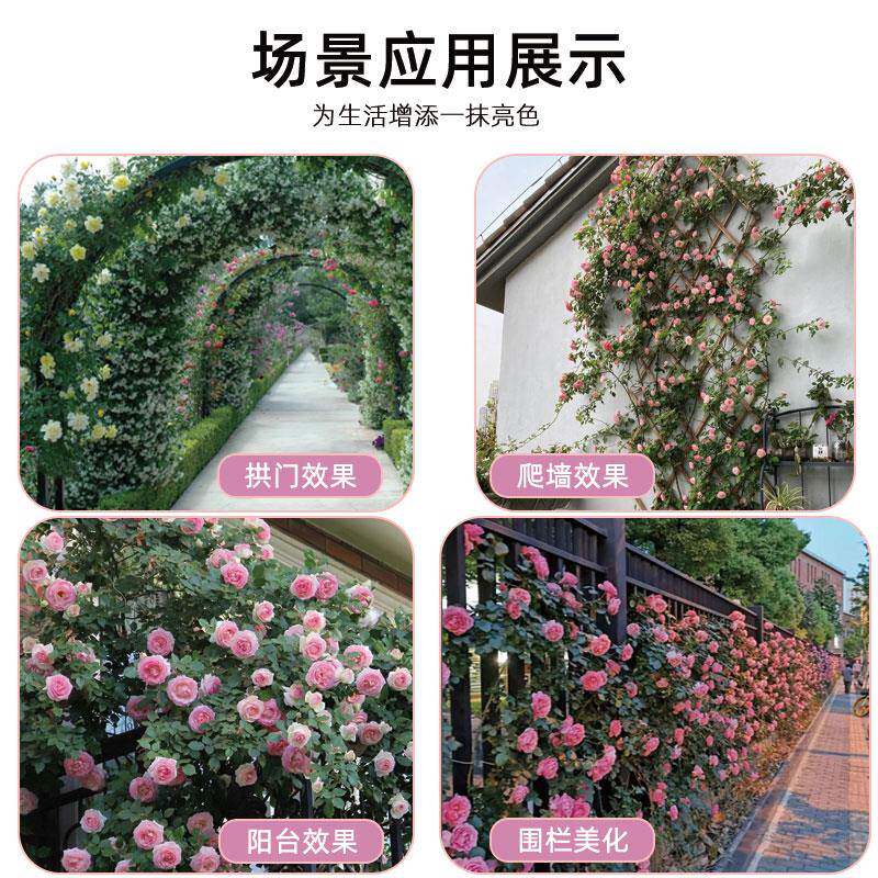 季花灌木月季盆栽月特大61.米花苗庭院爬藤阳台蔷薇740四季开花