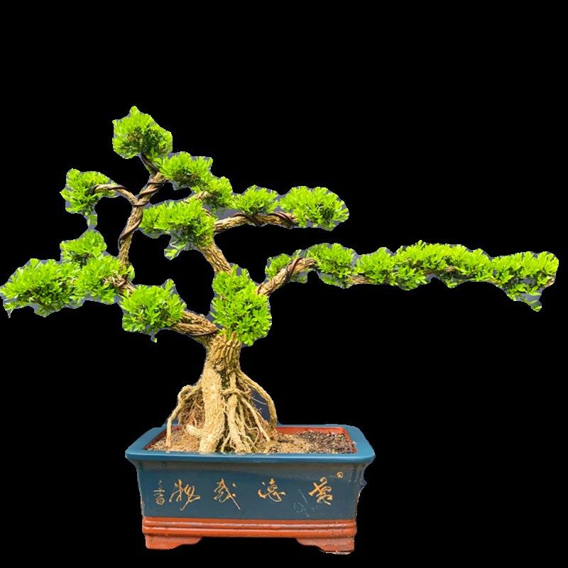 名贵黄杨造型盆景提根,悬崖款小叶雀舌黄杨绿植四季常青客厅庭院,鲜花速递/花卉仿真/绿植园艺,造型盆景,淘宝优惠券,粉丝福利购,淘宝优惠卷