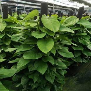 绿柱盆栽厅厂家办公室绿植树客555装 饰植物萝真绿化绿萝