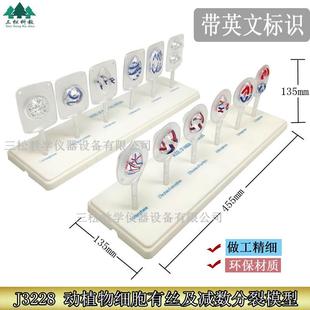 植物细胞有丝分裂模型动物细胞减数分裂模型动植物细胞有丝分裂