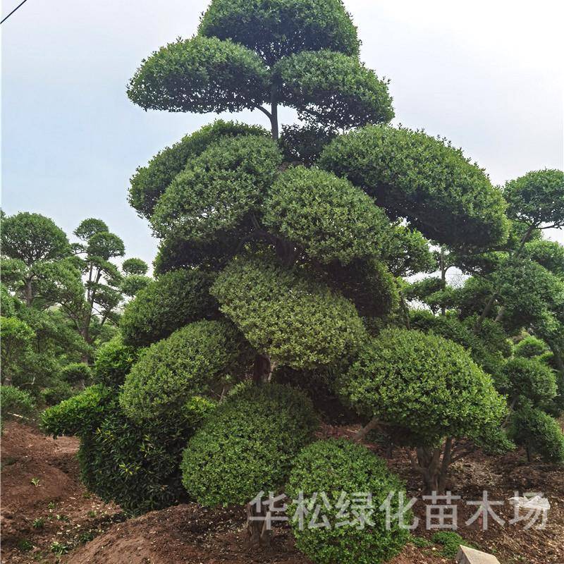 小叶女贞造型树庭院种植观赏造型植物四季常青园林绿化女贞苗