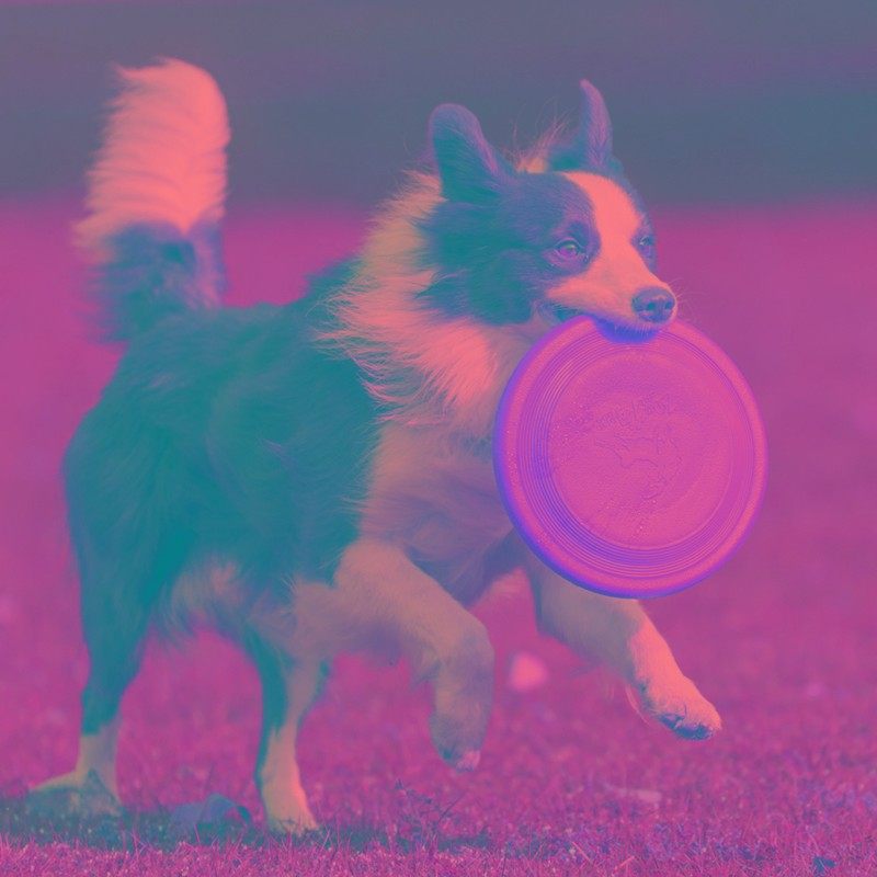 飞盘狗专用飞盘耐咬软飞碟大中小型边牧金毛拉布拉多训犬宠物玩具,宠物/宠物食品及用品,飞盘,淘宝优惠券,粉丝福利购,淘宝优惠卷