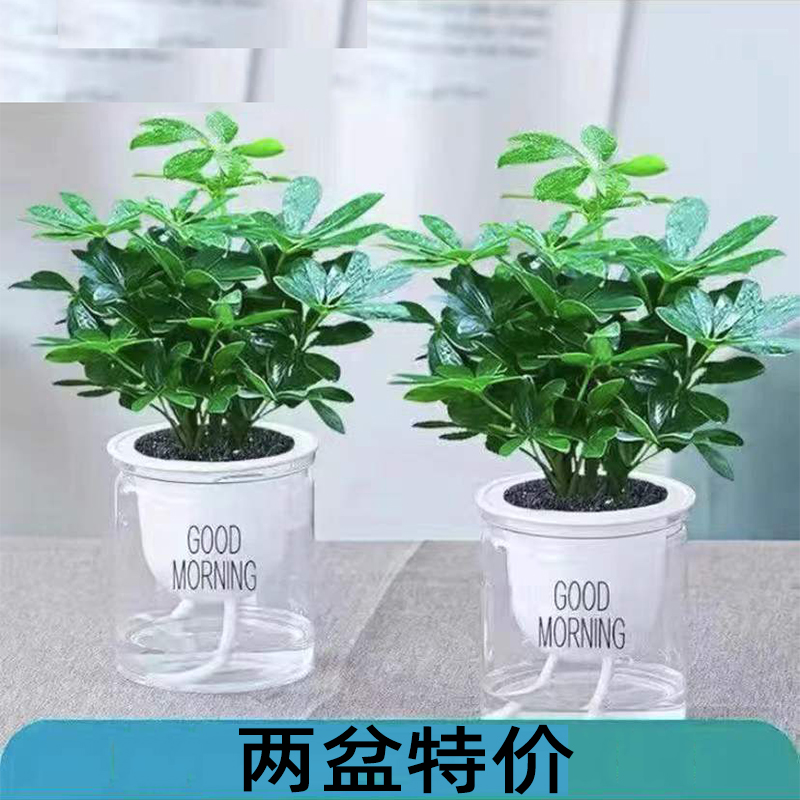 水培植物七叶莲花鸭脚木盆栽八方来财植物树水养植物室内花卉