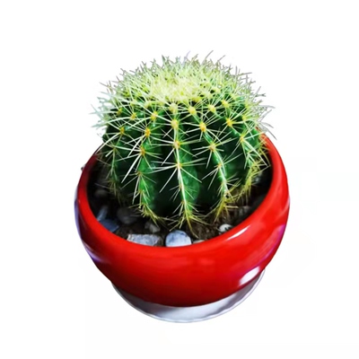 金虎大号仙人球实生金琥高端红虎仙人掌室内多肉植物花盆栽开花