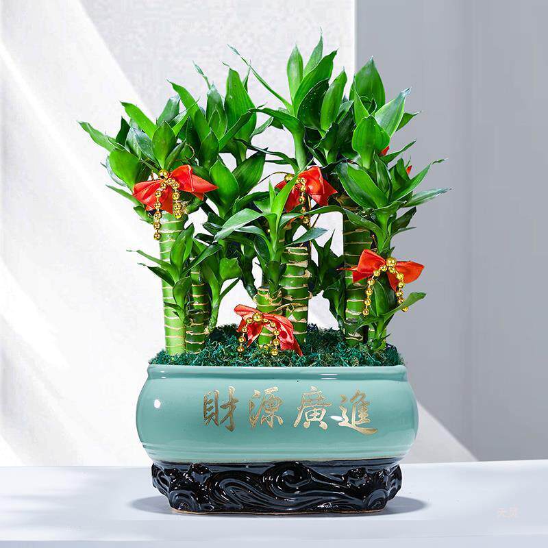 节节贵富竹植物厅转运绿植盆栽rd647901办公室内桌高面好养盆客景