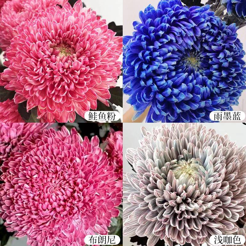 RKT青花瓷牡丹菊菊花鲜养花云基地直长发水瓶插花花期南超蓬莱松