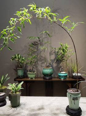 紫竹室内盆栽飘支紫寒盆赏景庭院桌子面LaS5PeGJ绿植微竹苗观竹竹