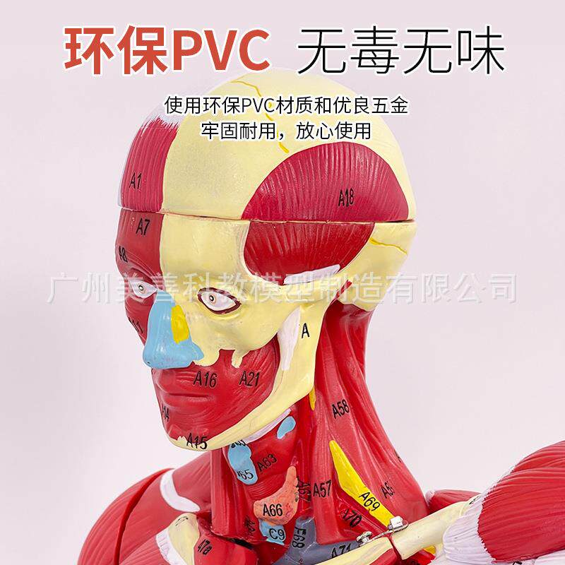 人体全身肌肉解人剖模型80C（2M7件教可26拆卸医学体肌肉解剖学模