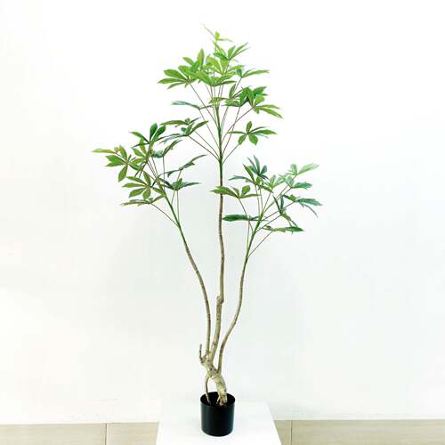 植物叶伞落大地栽室内外装盆饰大型植摆物AL-DYS件高清新