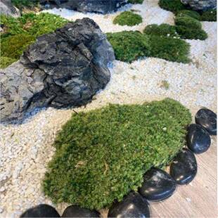 青苔人造草室坪内景苔造景石长草假藓植物墙背景装 饰微A020盆景观