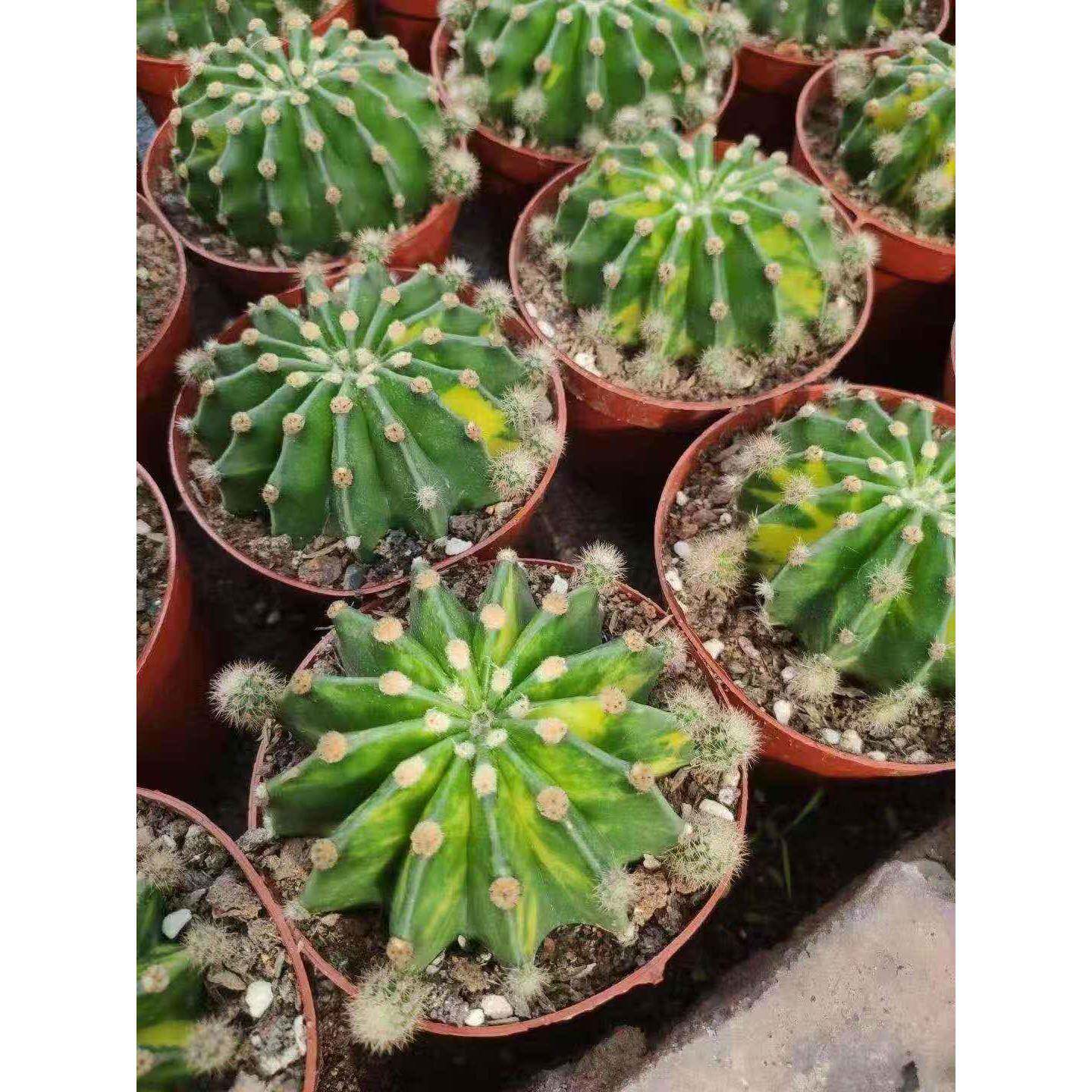 仙人球多肉植小盆栽居家绿盆物栽76242植花卉世界图锦