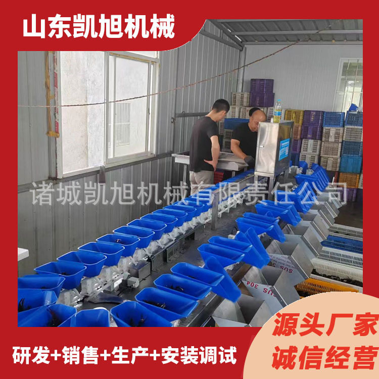 小黄鱼偏口鱼自动称重分级机 海鲜重量分选机设备 精准分级效率高