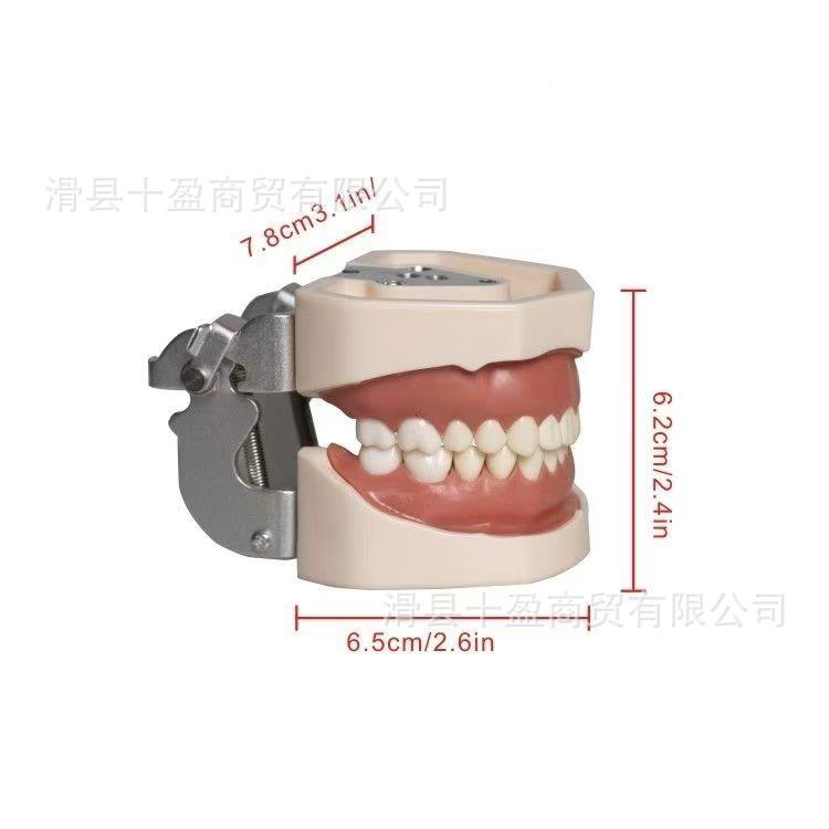 牙习科型模型口腔教学模28颗模备牙练模型89876全口可拆型卸牙齿