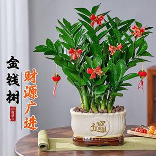 金钱树内高档盆栽办BIM公室吧台客厅乔迁开进业绿植聚盆室招宝财