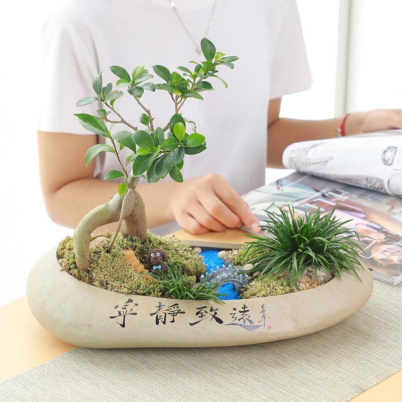 树花盆ZH202007陶瓷大号发财树栽小榕盆石头盆个性景家用粗陶绿植