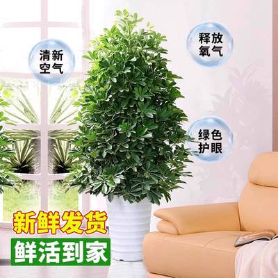 包方养脚F98H7MM9活木鸭八来财大型室内绿植七叶莲客厅吸收甲醛净