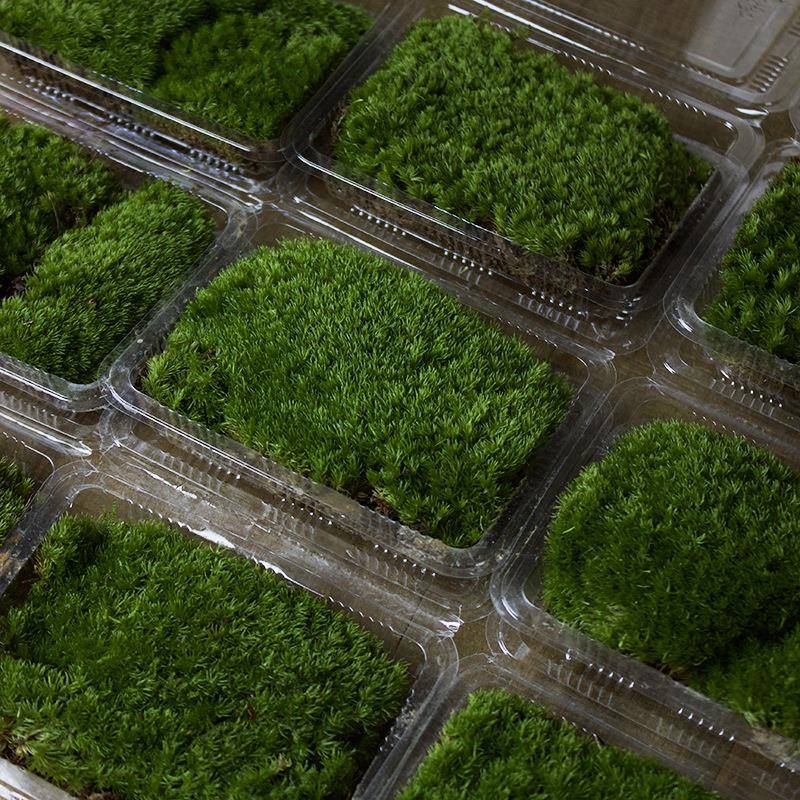 白发藓狭白发藓人工驯养新鲜鲜阴干叶装整盒箱发货微景观造景RAZ