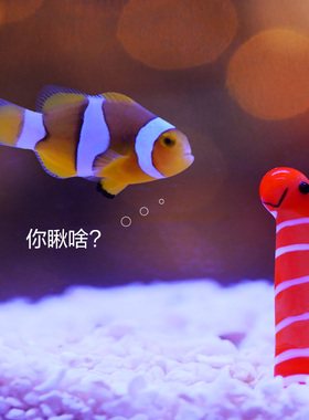 鱼缸造景小摆件玻璃花园鳗蓝色小螃蟹微景观生态瓶水母卡通装饰