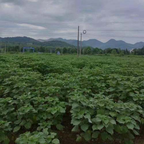 家供应苎原ZXI料麻线麻手编织麻工线厂原料编织麻线原料辅料苎麻